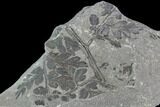Pennsylvanian Fossil Fern (Sphenopteris) Plate - Alabama #112767-1